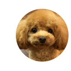 Moca's sticker(toy poodle)