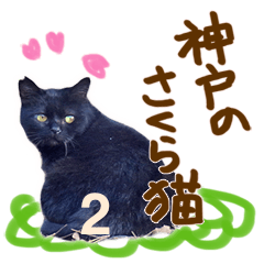 TNR,Sakura cat in KOBE 2