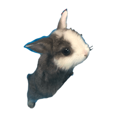 pupu寶