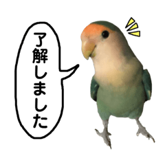 Miyuki-Love bird