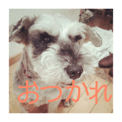 RISA_20181216194430