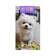 舜 采 亮 仔 哈尼