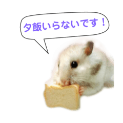 kawaii Hamsters!!