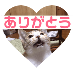 三毛猫ひまわり Line スタンプ Line Store