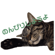 House cat 2