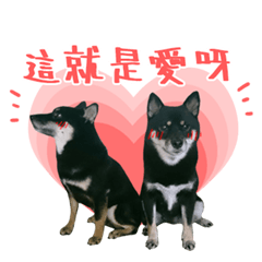 黑柴糖豆