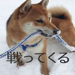 shibainu donn