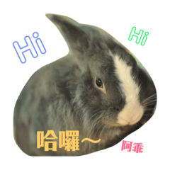 兔寶-阿乖