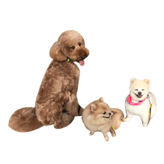 12 popcorn paws ver 2