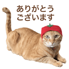 はたらく猫部長1 Line スタンプ Line Store はたらく猫部長1 Line スタンプ Line Store