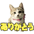 NetZone第ニ弾『猫ちゃん編』