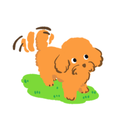 Toy Poodle SUFURE
