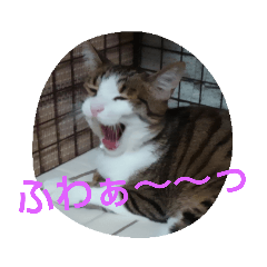 Sticker of our cats