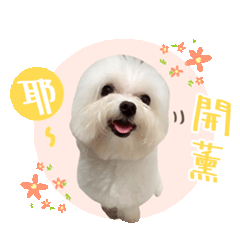 莫莫小醬