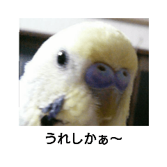 博多弁話すココちゃん