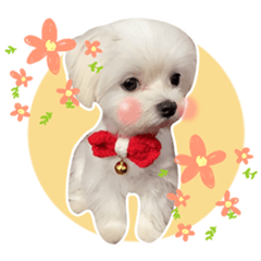 寶貝Yuki