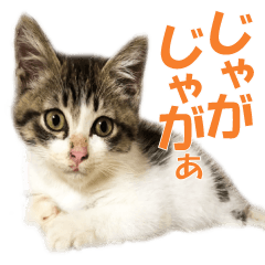 SUZU CAT love Sticker2