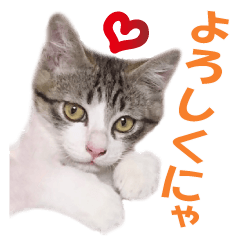 SUZU CAT love Sticker