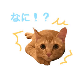 catnico