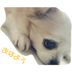 hazuki_puri