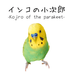 Kojiro of the parakeet