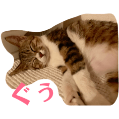 Tai-chan - sleepy winter 2019