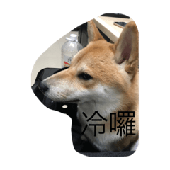 咪嚕柴犬貼貼