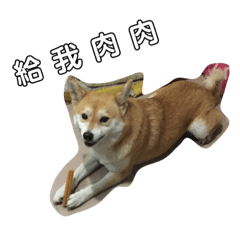 柴犬咩咩表情包