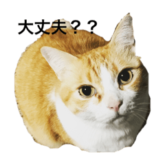 SASA_20181215090743
