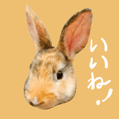 Rabbit messages