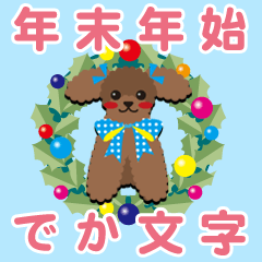 [toy poodle/apricot] BIG-YEAR