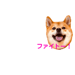 Shibainu Hanahana2