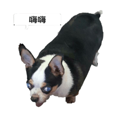 吉娃娃咪嚕2