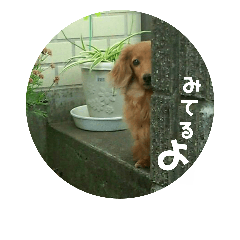 miwa_20181113230941