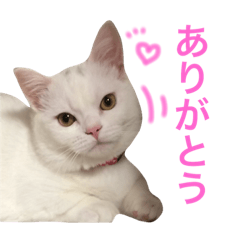 ジュエルとティアラ