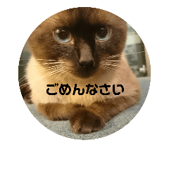 シャム猫の日常会話 Line スタンプ Line Store