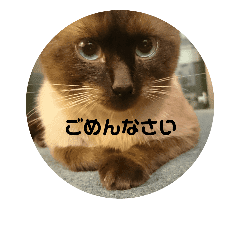 シャム猫の日常会話 Line スタンプ Line Store
