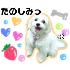 かわいいマルチーズ ばにたんの1日 Line スタンプ Line Store
