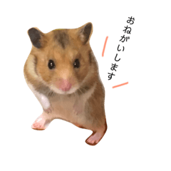 hamster no tororo dayo