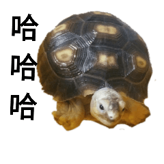 財神達達
幸運阿豹