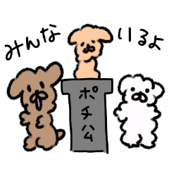 Toy poodle puppy