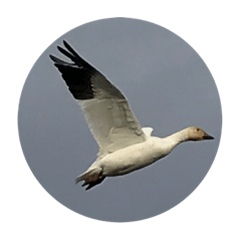 SNOW GEESE 16 STICKERS