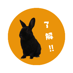 black rabbit kintarou