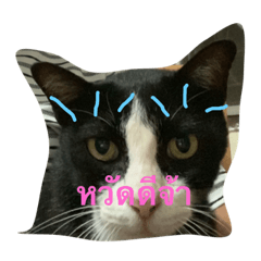 แมวสบตา