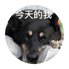 我與我的快樂夥伴第十一季