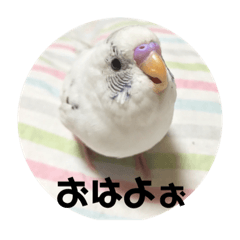 parrot names fukuchang