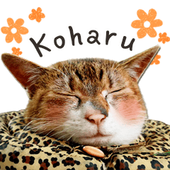 Koharu(Photo)
