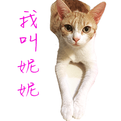 妮妮是隻貓