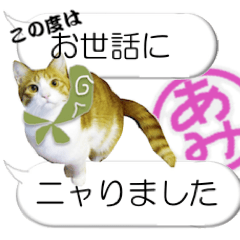 A balloon with cat for Ami