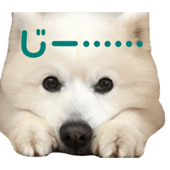 Japan Fuwafuwa Dog